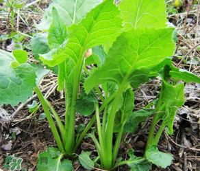 大耳毛野菜怎么吃？大耳毛野菜的做法