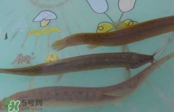 泥鰍有幾種？泥鰍品種大全