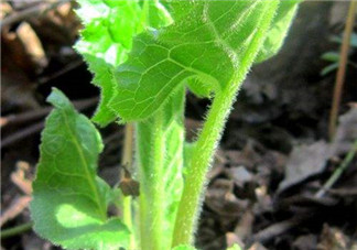 大耳毛野菜怎么吃？大耳毛野菜的做法
