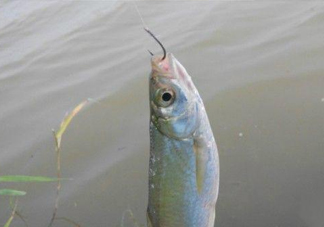 白條魚怎么釣？如何釣白條魚技巧