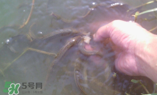 泥鰍有寄生蟲嗎？泥鰍有沒有寄生蟲