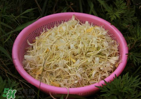 剛摘的金銀花能泡水喝嗎？剛摘的金銀花怎么處理？