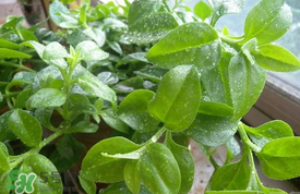 哪些人不可以吃救心菜？什么人不能吃救心菜？