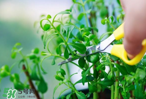 救心菜苦不苦？救心菜怎么吃不苦？