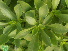 救心菜有毒嗎？救心菜怎么吃沒(méi)毒？