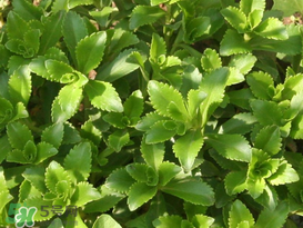 救心菜怎么種植？救心菜什么時(shí)候種？