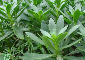 救心菜怎么種植？救心菜什么時(shí)候種？
