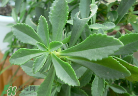救心菜怎么種植？救心菜什么時(shí)候種？