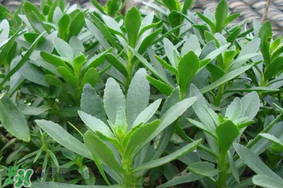 救心菜可以泡茶喝嗎？救心菜能泡水喝嗎？