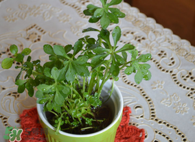 救心菜可以泡茶喝嗎？救心菜能泡水喝嗎？