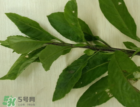 救心菜可以泡茶喝嗎？救心菜能泡水喝嗎？
