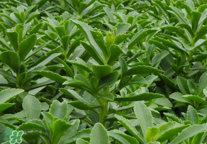 救心菜是三七嗎？救心菜和三七區(qū)別