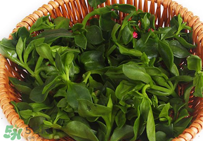 養(yǎng)心菜和救心菜一樣嗎？養(yǎng)心菜和救心菜的區(qū)別