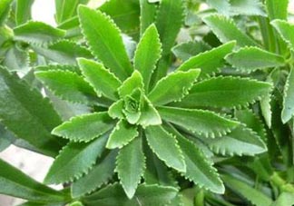 救心菜是三七嗎？救心菜和三七區(qū)別
