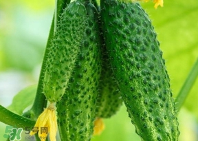 黃瓜不能和什么一起吃？黃瓜不能和什么食物一起吃