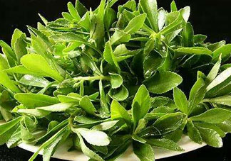 救心菜苦不苦？救心菜怎么吃不苦？