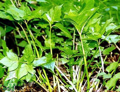 大葉芹怎么吃？大葉芹的做法？