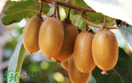 獼猴桃是什么季節(jié)的水果？獼猴桃什么時候吃最好