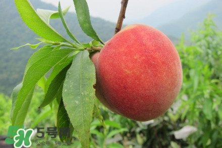 水蜜桃什么時(shí)候熟？水蜜桃成熟時(shí)間