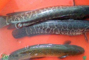 黑魚是海魚嗎？黑魚是河魚還是海魚