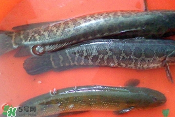 黑魚是什么魚？黑魚是鯰魚嗎