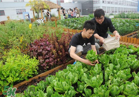 六月份種什么蔬菜？六月份可以種什么蔬菜？