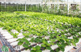 六月份種什么蔬菜？六月份可以種什么蔬菜？