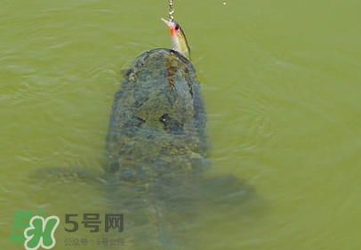 黑魚怎么抓？怎么捕捉黑魚
