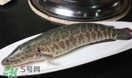 黑魚怎么做湯好喝？黑魚怎么做下奶？