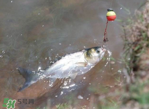 五月份能釣鰱魚嗎？五月份釣什么魚？