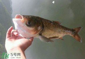 五月份能釣鰱魚嗎？五月份釣什么魚？