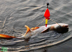 五月份能釣鰱魚嗎？五月份釣什么魚？