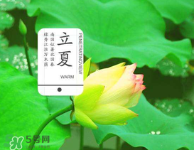 立夏吃什么水果？立夏吃什么水果好？