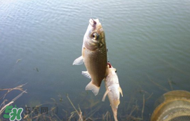立夏好釣魚嗎？立夏怎么釣魚？