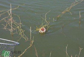 立夏好釣魚嗎？立夏怎么釣魚？
