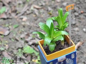 立夏種什么菜？立夏適合種什么？