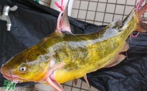 嘎魚多少錢一斤？野生黃嘎魚多少錢一斤