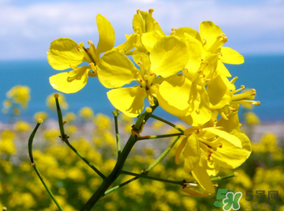五月份還有油菜花嗎？5月份還有油菜花嗎？
