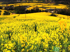五月份還有油菜花嗎？5月份還有油菜花嗎？