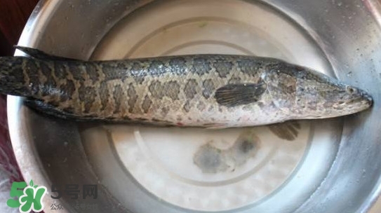 黑魚是什么魚？黑魚是鯰魚嗎