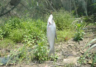 立夏好釣魚嗎？立夏怎么釣魚？
