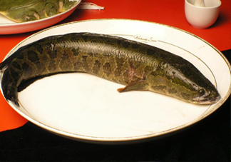 黑魚有鱗嗎？黑魚鱗片怎么處理