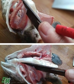 黑魚怎么切片？黑魚如何切魚片