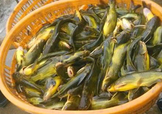 黃顙魚不能和什么一起吃？黃顙魚不能與什么同吃？
