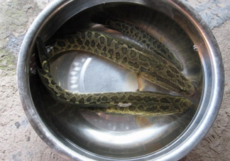 黑魚是什么魚？黑魚是鯰魚嗎