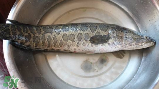 黑魚怎么抓？怎么捕捉黑魚