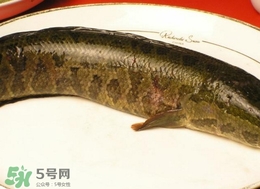 黑魚怎么做好吃？黑魚湯的做法