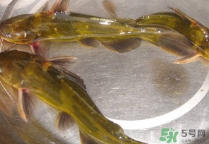 嘎魚是海魚嗎？嘎魚是什么魚