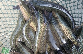 黑魚怎么抓？怎么捕捉黑魚