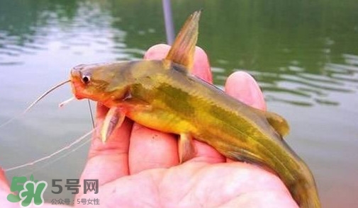 黃辣丁怎么釣？如何釣黃辣丁